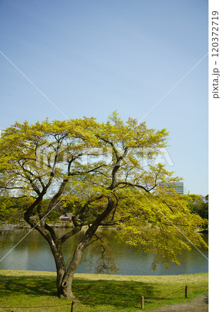 【東京都】東京の安らぎ空間・新緑の浜離宮恩賜庭園　高層ビル群 120372719