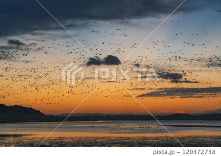 幻想的な日の出とマガンの群れ 宮城県栗原市 伊豆沼 幻想的な日の出とマガンの群れ 宮城県栗原市 伊豆沼 120372738