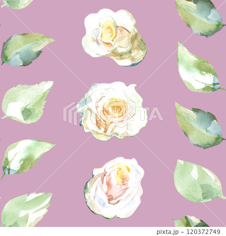 Seamless pattern of white roses with green leaves in collection garden flowers. Watercolor illustration in tape, ribbon, stripe for floral design of fabrics, towel, textile, weaving, wallpaper 120372749