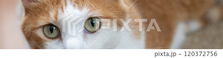 見上げる猫　茶トラ白 120372756