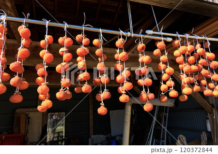 軒先に吊るされた干し柿 120372844