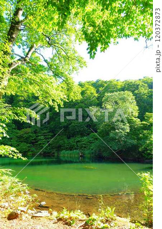 ドッコ沼　蔵王　新緑 120372873