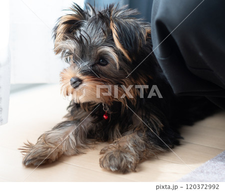 可愛い愛犬 可愛い愛犬 120372992