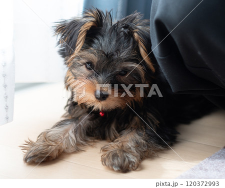 可愛い愛犬 120372993