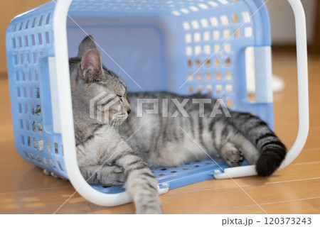 買い物かごの中に入った猫 サバトラ猫 買い物かごの中に入った猫 サバトラ猫 120373243