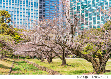 【東京都】東京の安らぎ空間・桜が咲いた浜離宮恩賜庭園　高層ビル群 120373284