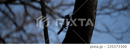 木に登るニホンリス 木に登るニホンリス 120373300