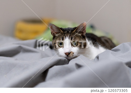 見つめる猫　キジトラ白 120373305