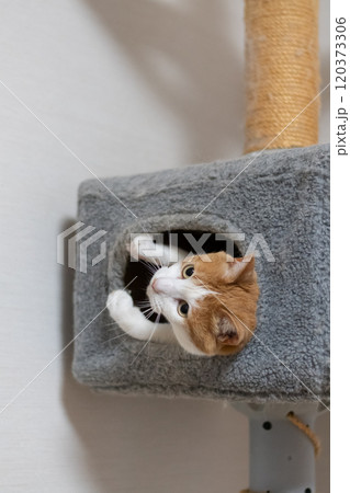 キャットタワーの中の猫　茶トラ白 120373306