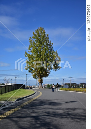 秋の青空の下、道路沿いの銀杏並木を撮影した写真 秋の青空の下、道路沿いの銀杏並木を撮影した写真 120373401