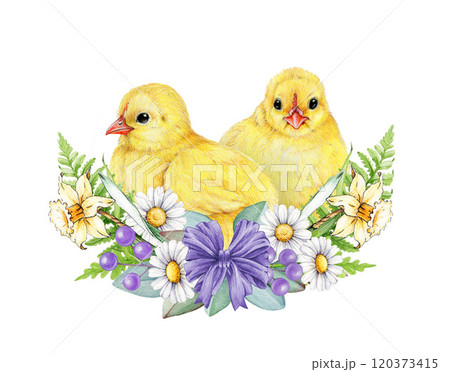 Easter mood festive decoration with cute chicks surrounded by primrose garden flowers illustration on white background. Perfect for holiday festive decor, cards and seasonal designs Easter mood festive decoration with cute chicks surrounded by primrose garden flowers illustration on white background. Perfect for holiday festive decor, cards and seasonal designs 120373415