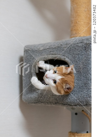 キャットタワーの中の猫　茶トラ白 120373482