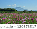 コスモス畑と山と雲のある風景 120373517
