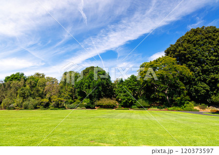 A vast green grass meadow stretching towards the horizon with a trees 120373597