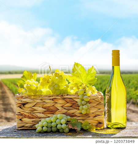 Bottle of white wine and basket of grape Bottle of white wine and basket of grape 120373849