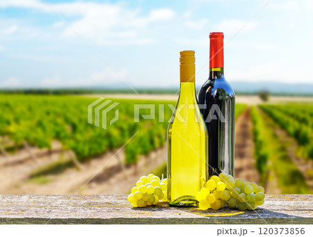 Bottles of red and white wine Bottles of red and white wine 120373856