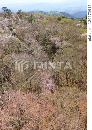 西伊豆スカイラインの稜線　広葉樹林の芽吹き 120373915