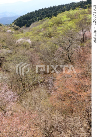 西伊豆スカイラインの稜線　広葉樹林の芽吹き 120373918