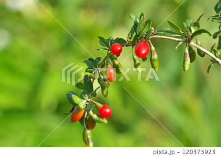 赤いクコの実(秋、十一月) 赤いクコの実(秋、十一月) 120373923