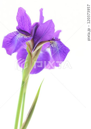 アヤメ　青紫色の花　初夏　明るい背景 120373957