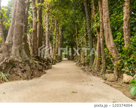 沖縄県本部町にある備瀬のフクギ並木 120374004
