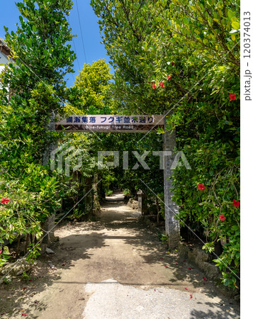 沖縄県本部町にある備瀬のフクギ並木 120374013