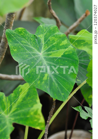 Colocasia esculenta midori sour, Colocasia ,midori sour or Colocasia plant or bicolor Colocasia 120374027