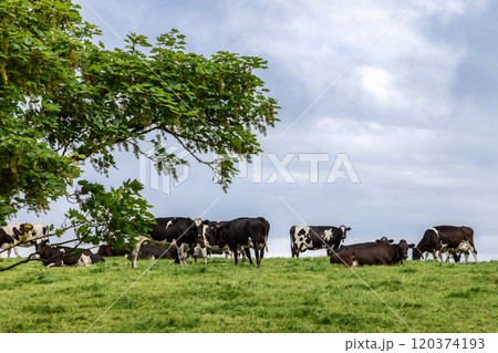 A group of cows on a grassy hill under a cloudy sky, with a leafy tree in the foreground, depicting a tranquil farming landscape in Ireland A group of cows on a grassy hill under a cloudy sky, with a leafy tree in the foreground, depicting a tranquil farming landscape in Ireland 120374193