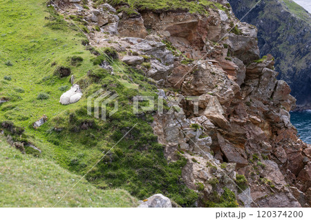 Sheep lying in grassy hollow sheltered from wind with Slieve League cliffs creating rugged backdrop 120374200
