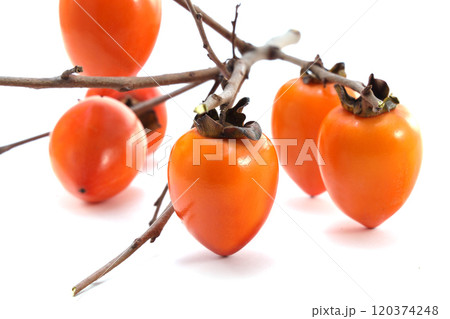 美味しそうな筆柿 120374248