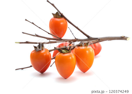 美味しそうな筆柿 120374249