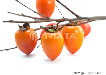 美味しそうな筆柿 120374250