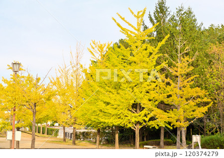 公園のイチョウ並木 120374279