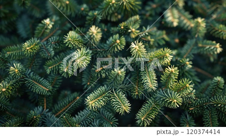 Close-up view of lush green pine branches, showcasing the natural beauty and intricate details of evergreen needles. A perfect representation of nature's elegance and seasonal charm 120374414