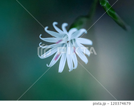 キッコウハグマのある風景 キッコウハグマのある風景 120374679