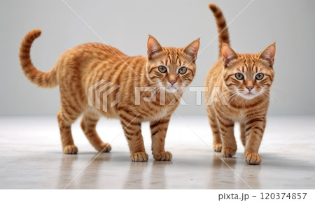 Adorable twin ginger cats standing alert on a neutral background, showcasing their identical stripes, curiosity, and playful personality in perfect harmony 120374857