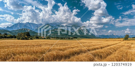Majestic mountain range towers over golden wheat fields under dramatic summer clouds. Rural panorama captures the harmony between agricultural landscape and rugged alpine peaks 120374919