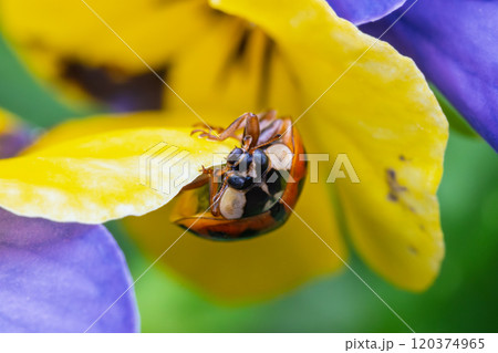 ビオラの花をよじ登るテントウムシ(ナミテントウ) ビオラの花をよじ登るテントウムシ(ナミテントウ) 120374965