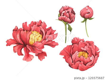 Peonies botanical watercolor illustration. 120375687