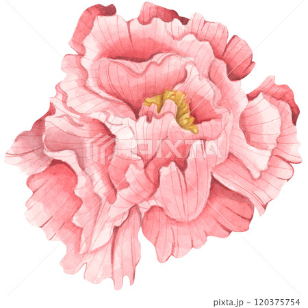 Peony botanical watercolor illustration. 120375754