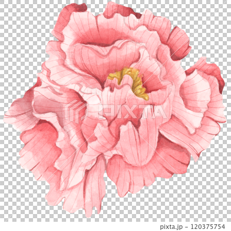 Peony botanical watercolor illustration. 120375754