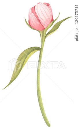 Peony botanical watercolor illustration. 120375755