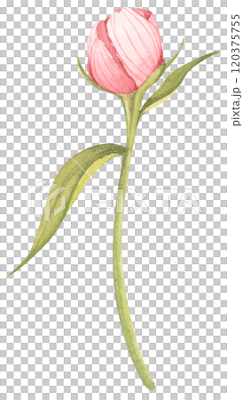 Peony botanical watercolor illustration. 120375755