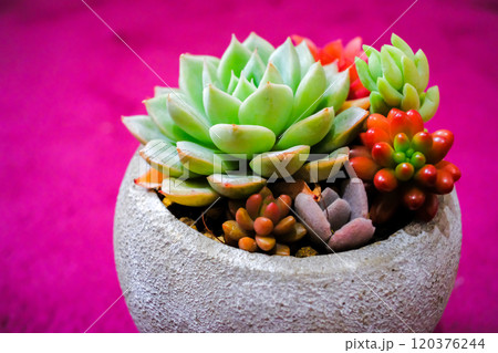 多肉植物の寄せ植え 多肉植物の寄せ植え 120376244