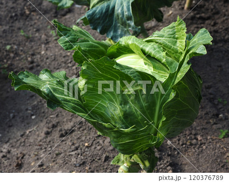 Cabbage growing in the garden. Green cabbage growing in the garden. Cabbage growing in the garden. Green cabbage growing in the garden. 120376789