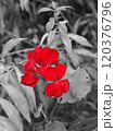 Red geranium flowers in the garden, black and white tone. Red geranium flowers in the garden, black and white tone. 120376796