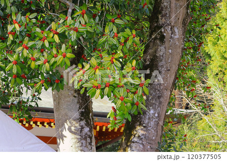 多羅葉の赤い実と葉 120377505