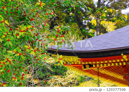 多羅葉の赤い実と葉 多羅葉の赤い実と葉 120377506