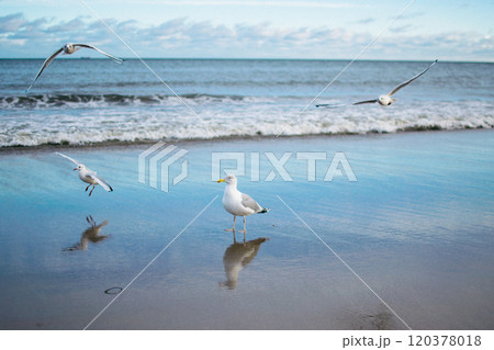 the seagulls and pigeons on the seashore in winter the seagulls and pigeons on the seashore in winter 120378018