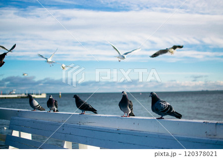 the seagulls and pigeons on the seashore in winter the seagulls and pigeons on the seashore in winter 120378021